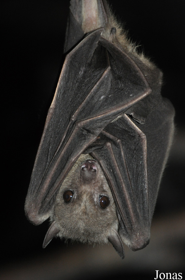 Rousettus aegyptiacus