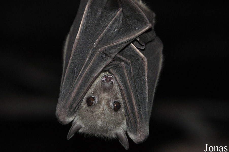 Rousettus aegyptiacus