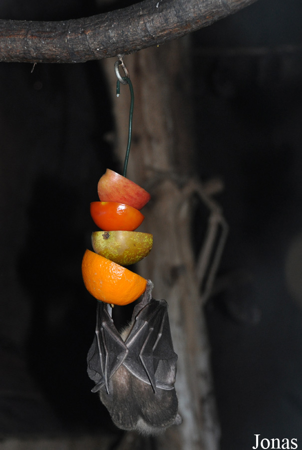 Rousettus aegyptiacus