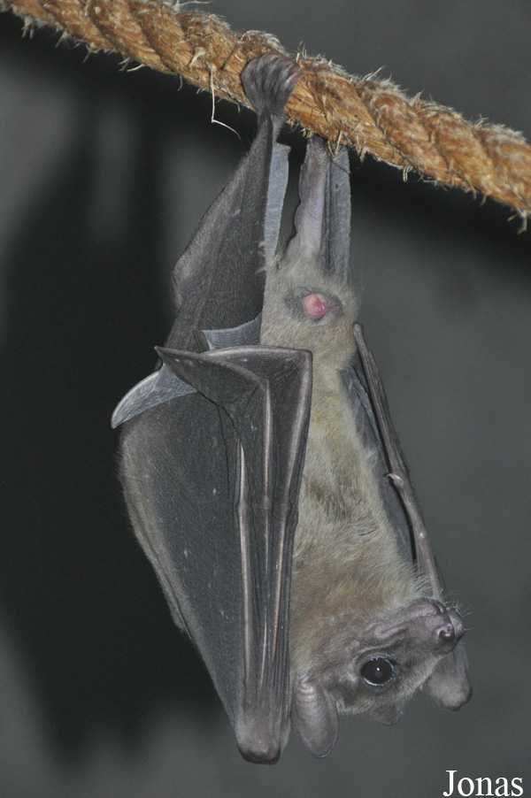 Rousettus aegyptiacus