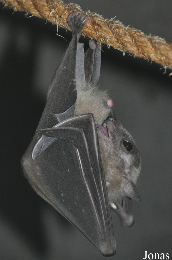 Rousettus aegyptiacus
