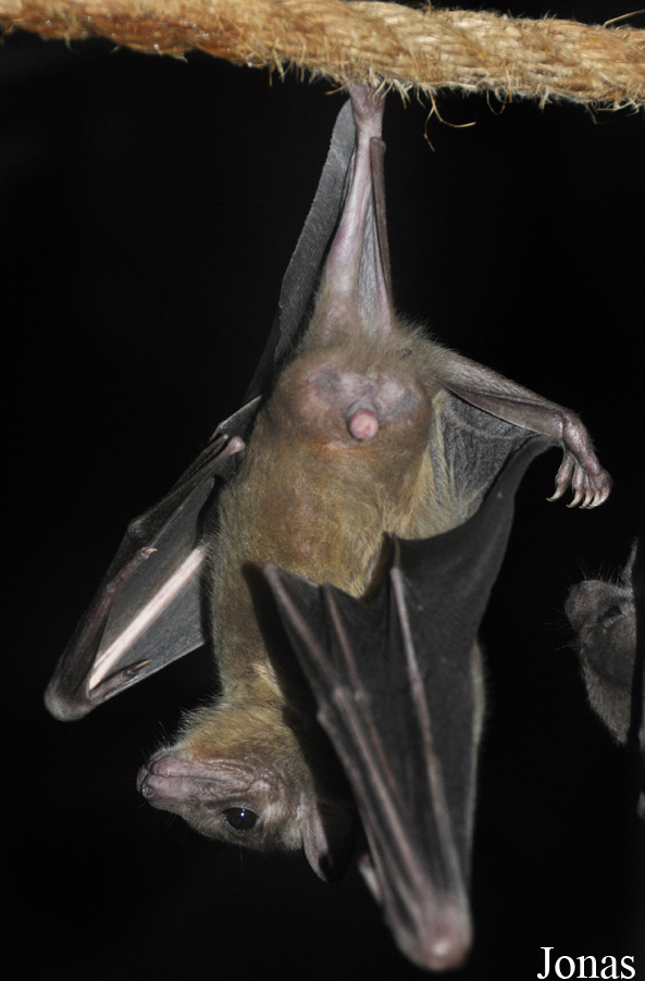 Rousettus aegyptiacus
