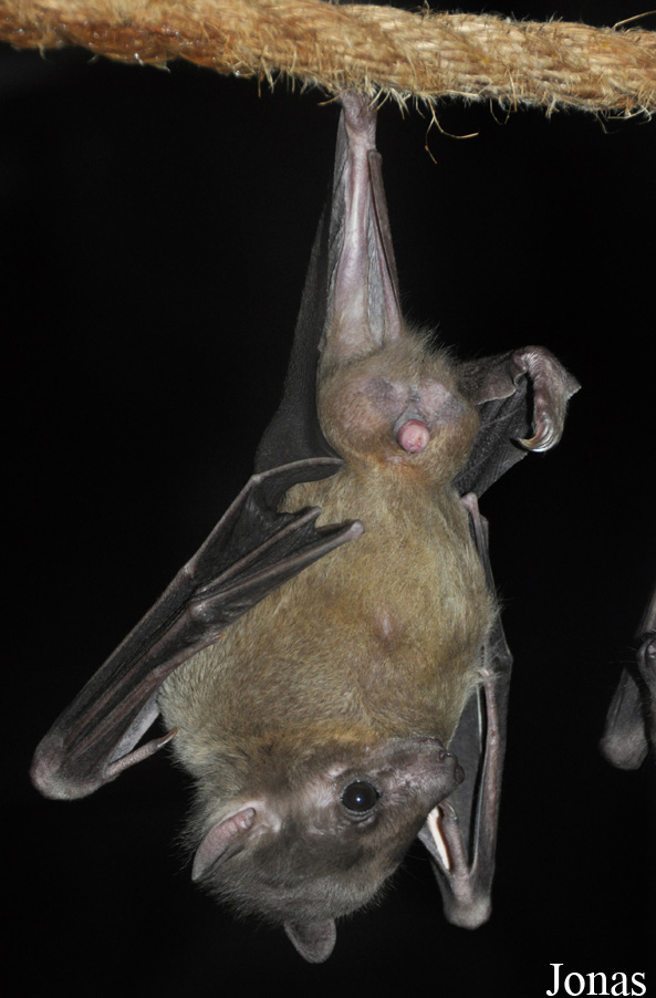 Rousettus aegyptiacus