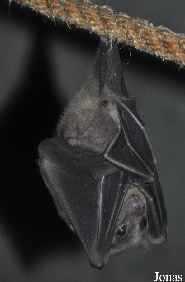 Rousettus aegyptiacus