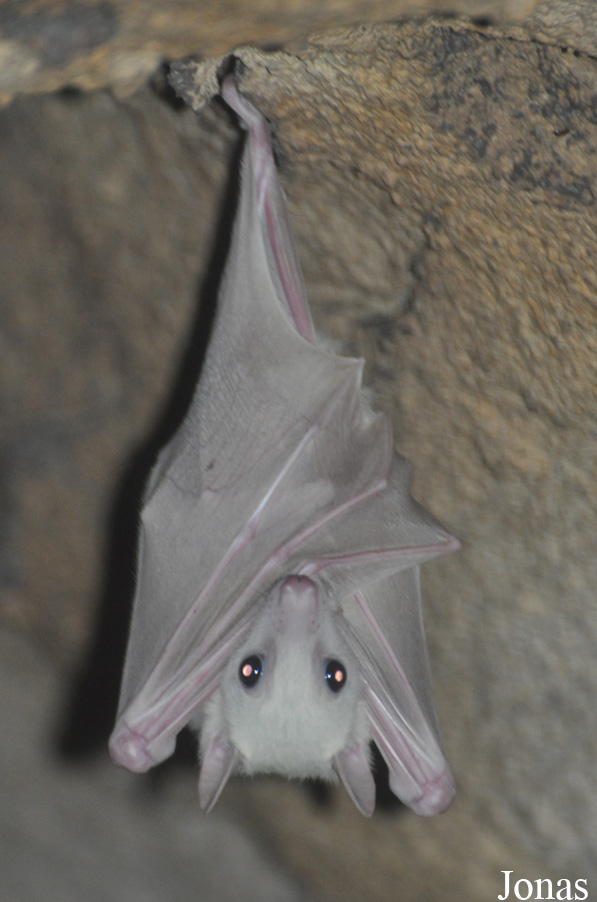 Rousettus aegyptiacus