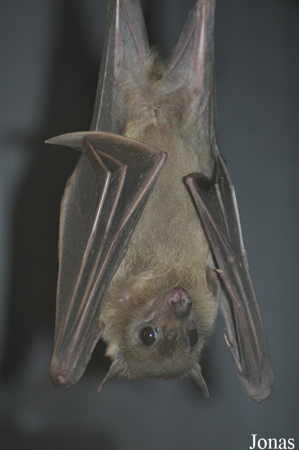Rousettus aegyptiacus