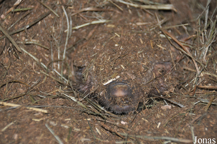 Chaetophractus villosus