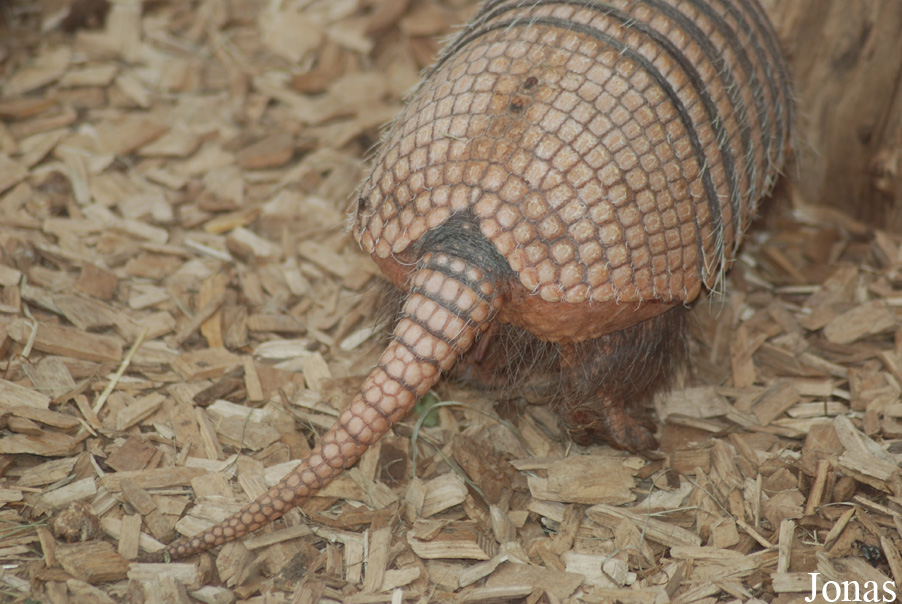 Euphractus sexcinctus