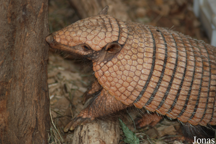 Euphractus sexcinctus