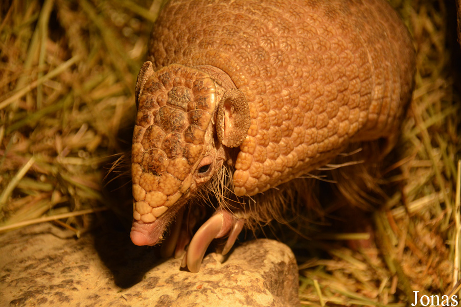 Tolypeutes matacus