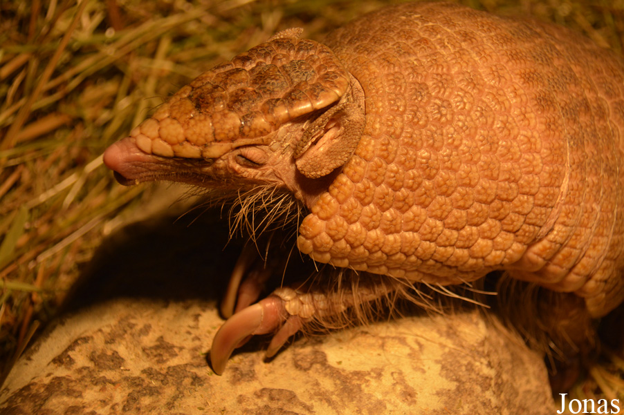 Tolypeutes matacus