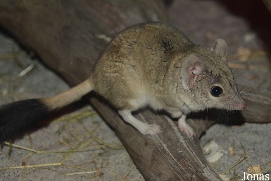 Dasyuroides byrnei
