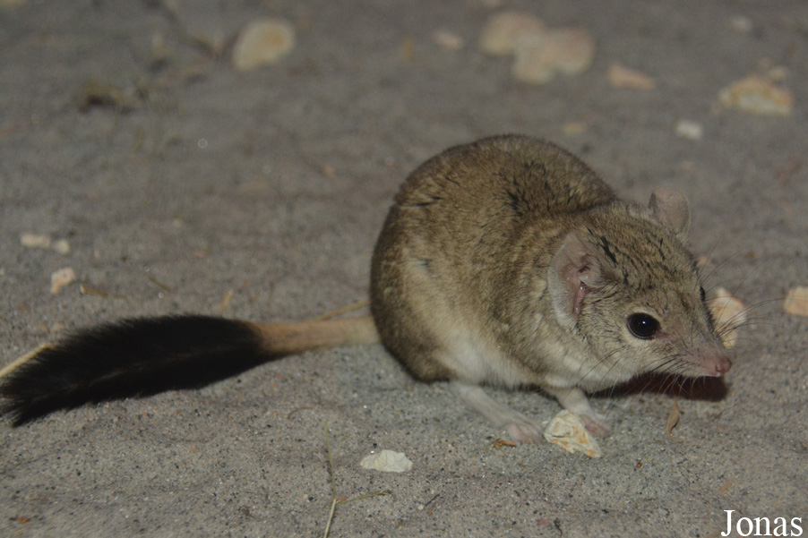 Dasyuroides byrnei