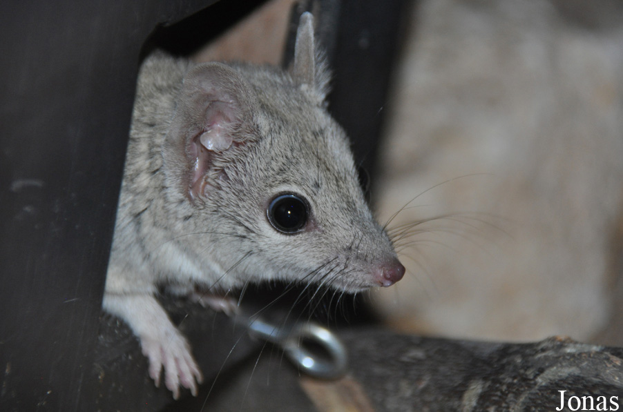 Dasyuroides byrnei