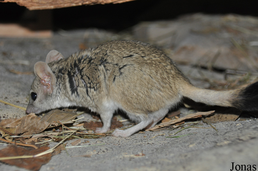 Dasyuroides byrnei