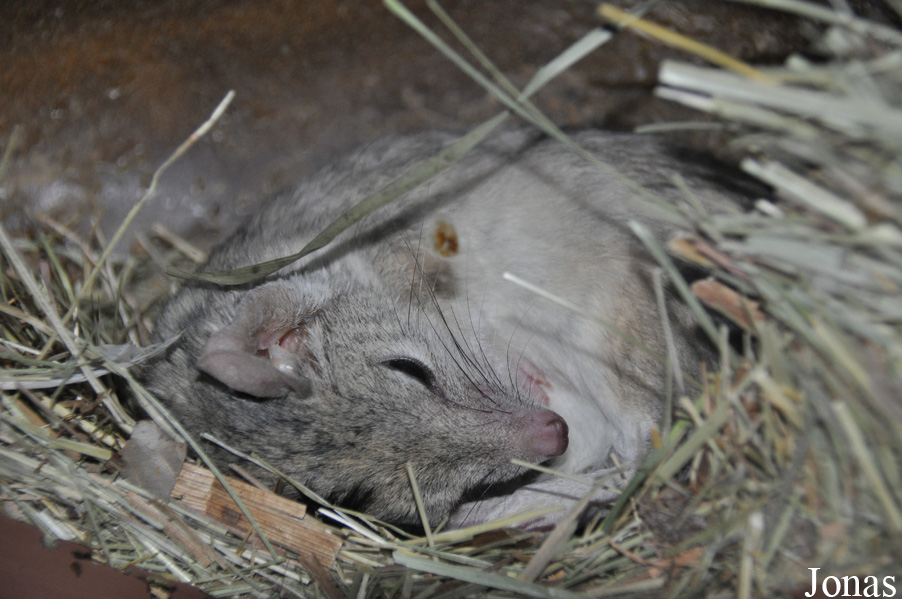 Dasyuroides byrnei