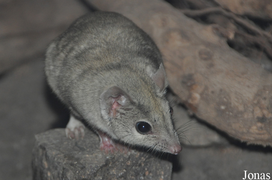 Dasyuroides byrnei