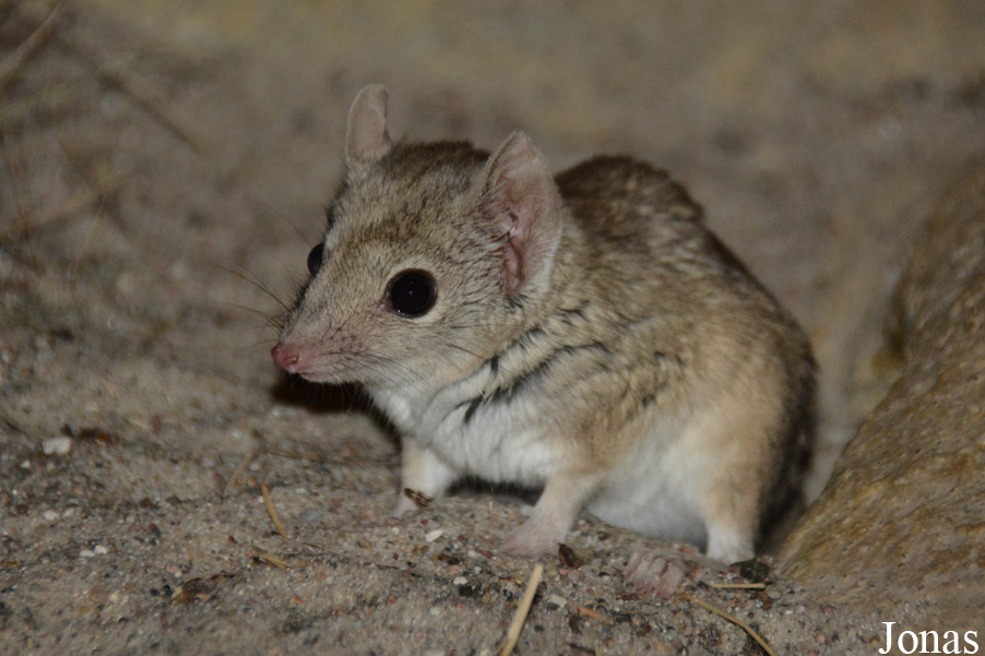 Dasyuroides byrnei