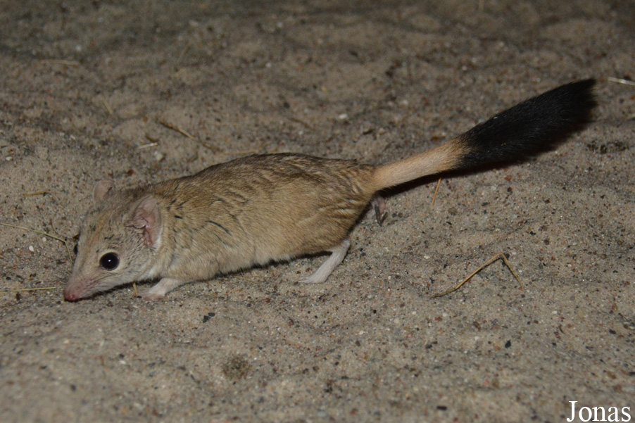 Dasyuroides byrnei