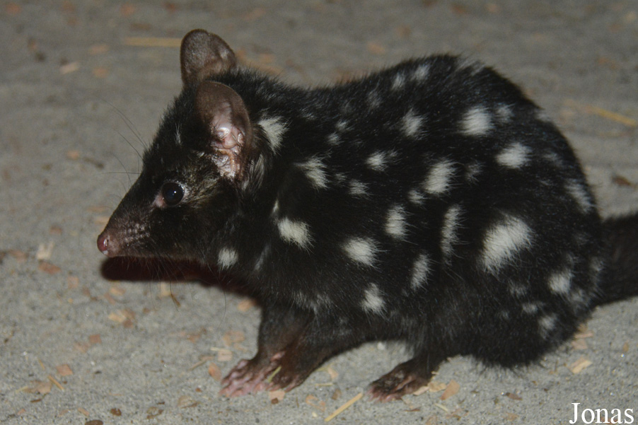 Dasyurus viverrinus