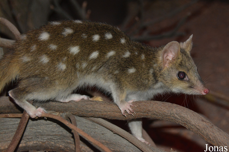 Dasyurus viverrinus