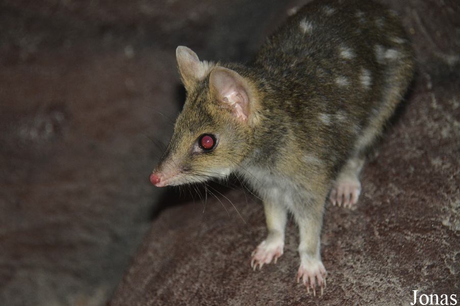 Dasyurus viverrinus