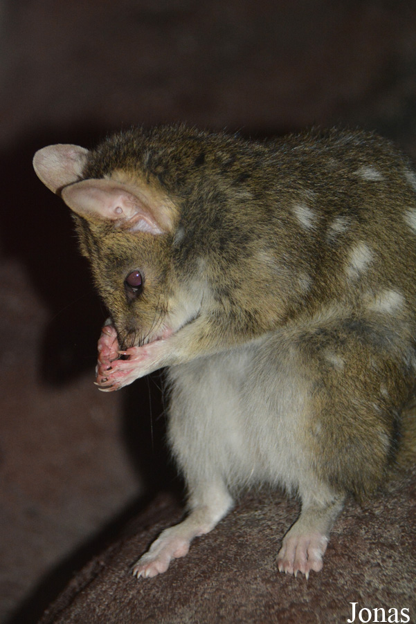 Dasyurus viverrinus