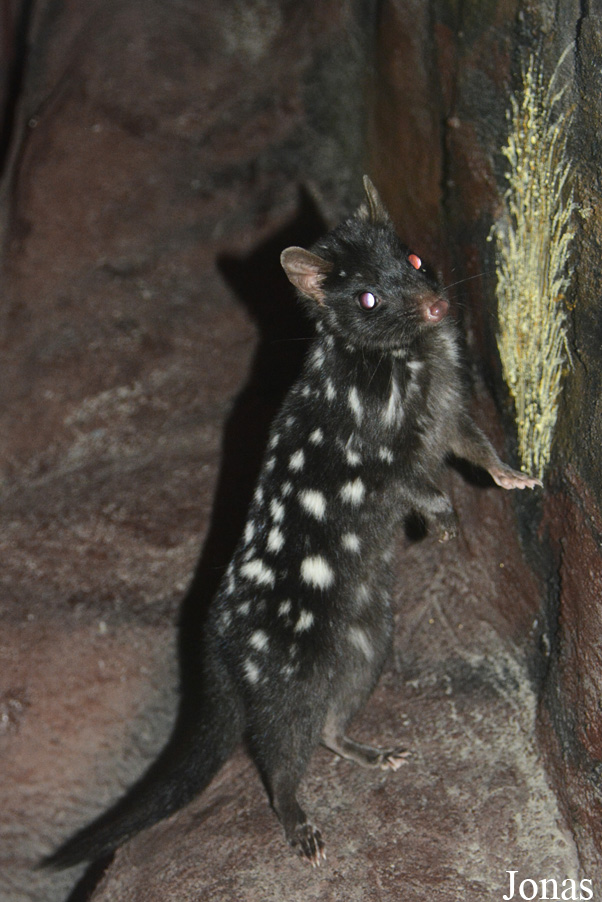 Dasyurus viverrinus