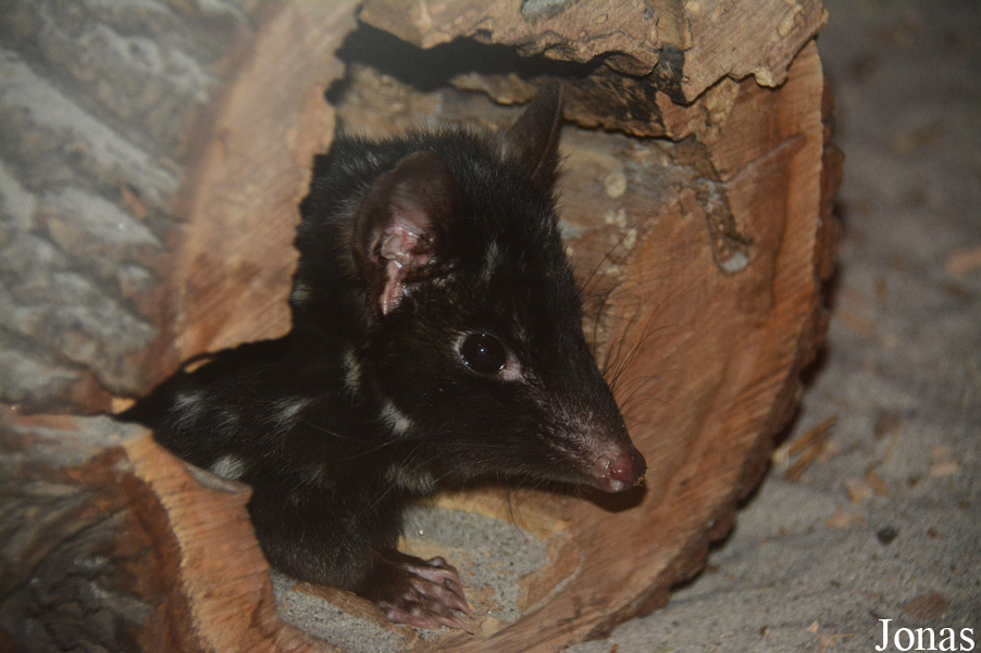 Dasyurus viverrinus