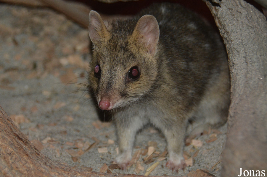 Dasyurus viverrinus