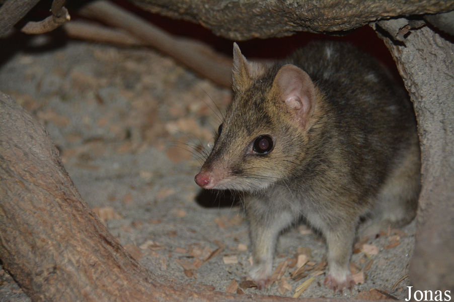 Dasyurus viverrinus