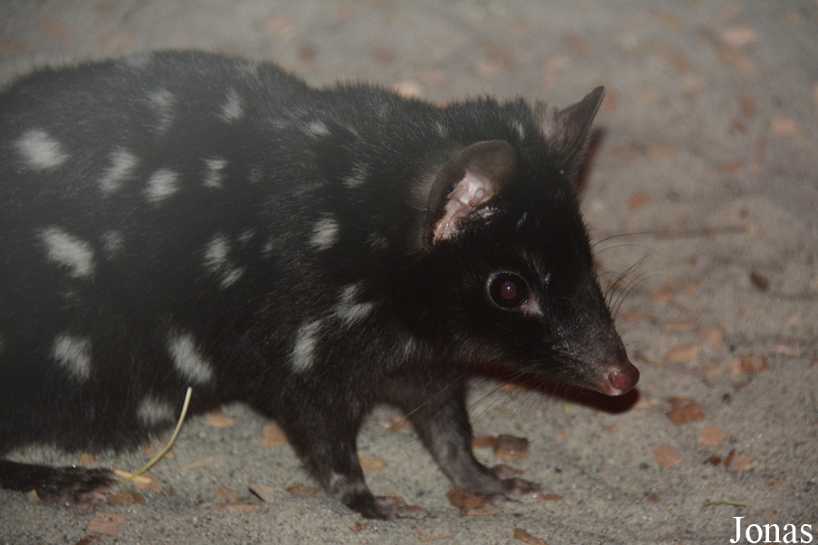 Dasyurus viverrinus