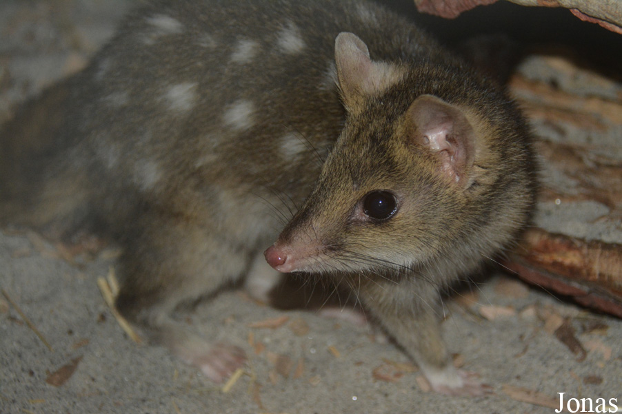 Dasyurus viverrinus