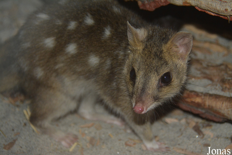 Dasyurus viverrinus
