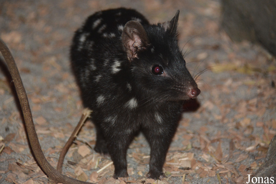 Dasyurus viverrinus