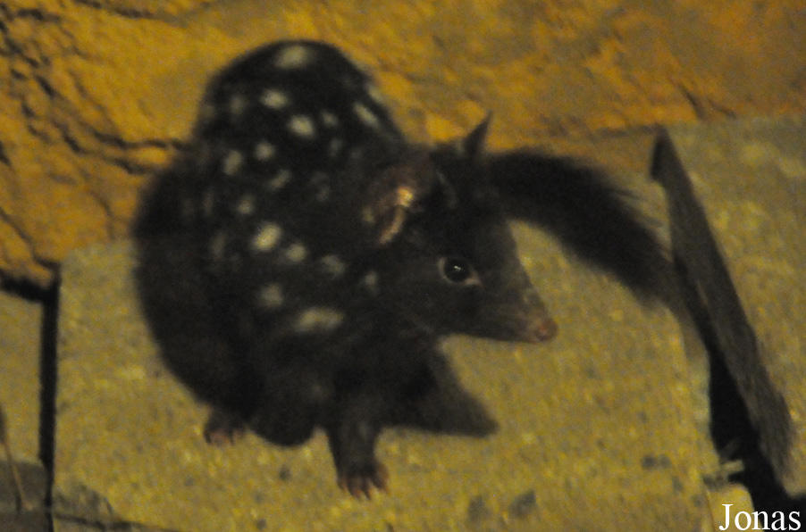 Dasyurus viverrinus