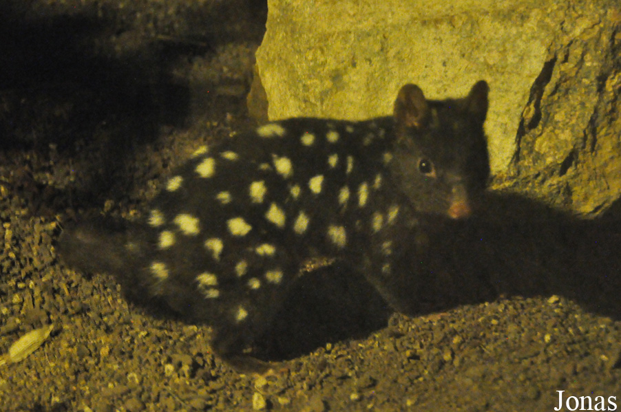 Dasyurus viverrinus