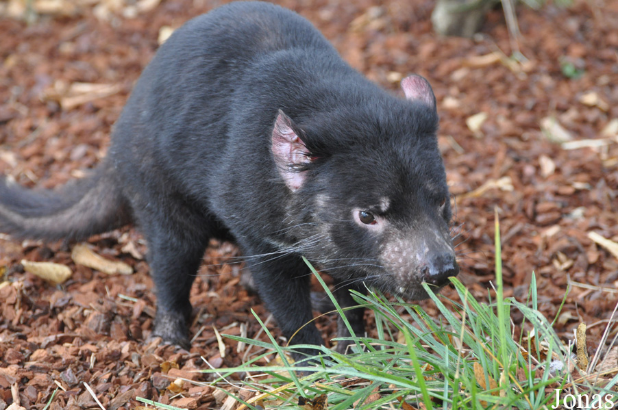 Sarcophilus harrisii