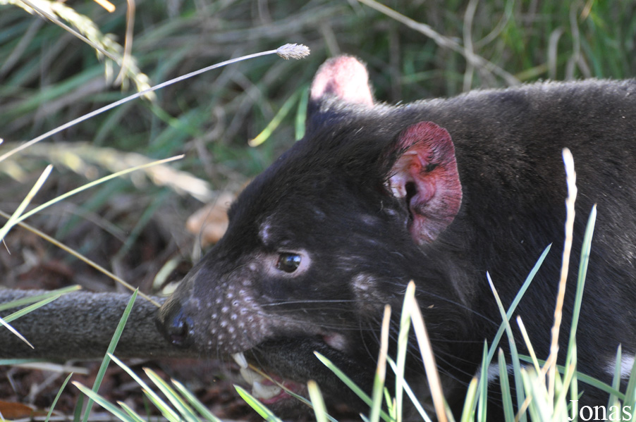 Sarcophilus harrisii