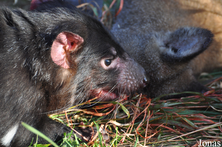 Sarcophilus harrisii