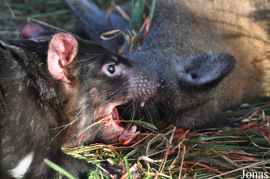 Sarcophilus harrisii