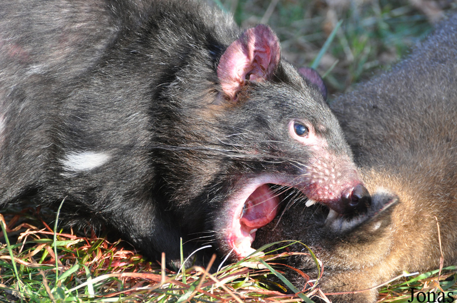Sarcophilus harrisii