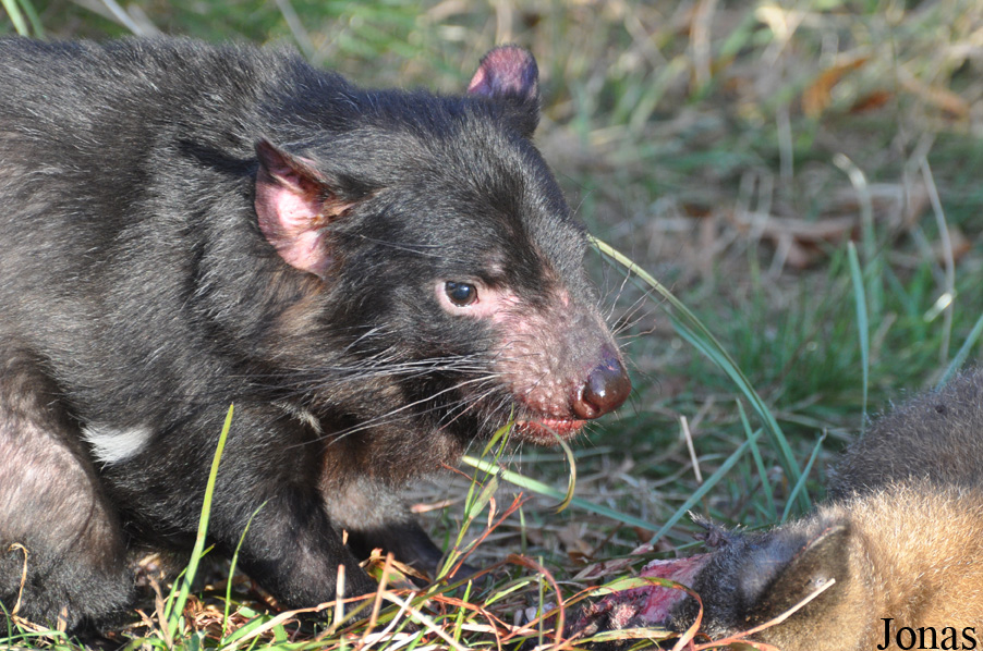 Sarcophilus harrisii