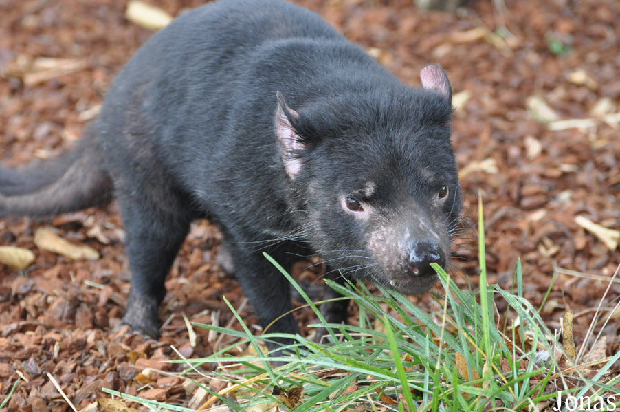 Sarcophilus harrisii