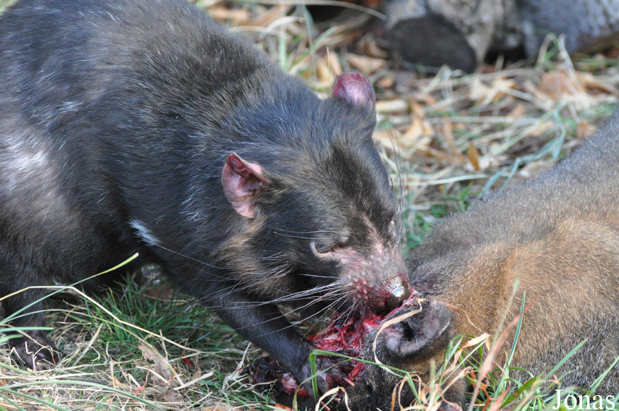 Sarcophilus harrisii