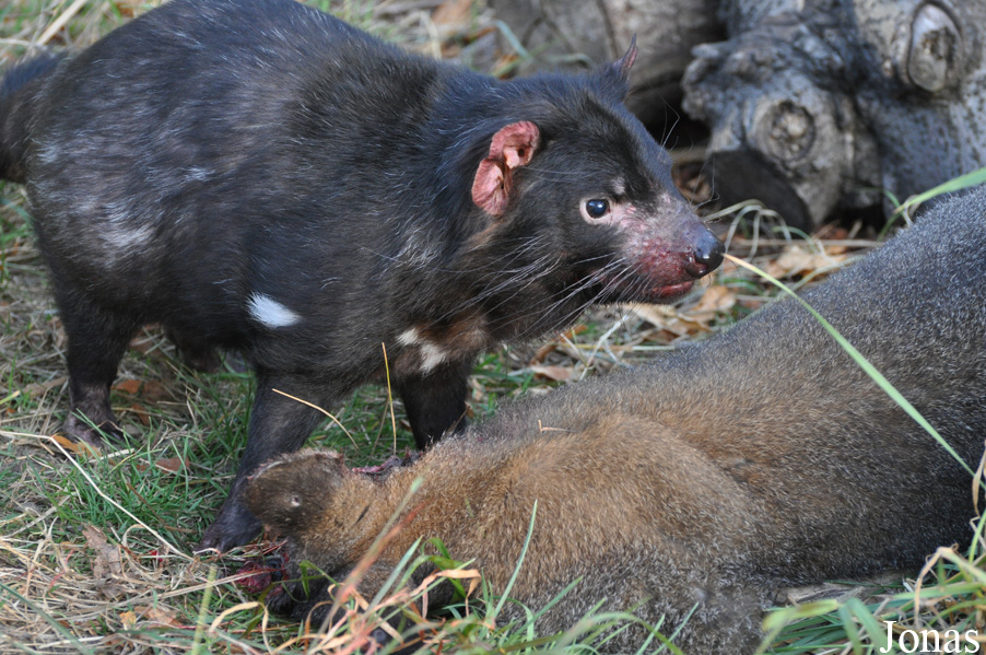 Sarcophilus harrisii