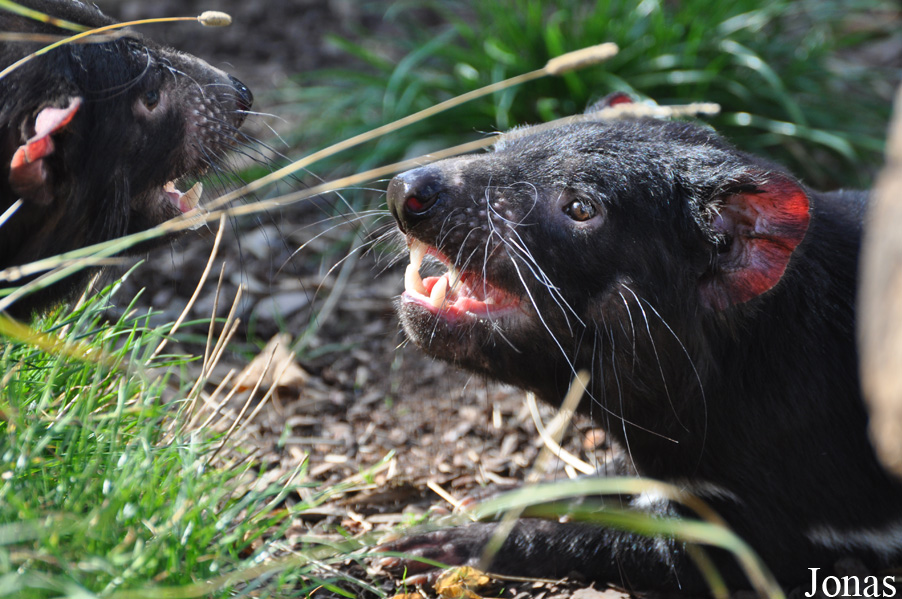 Sarcophilus harrisii