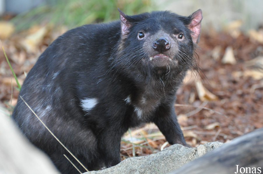 Sarcophilus harrisii