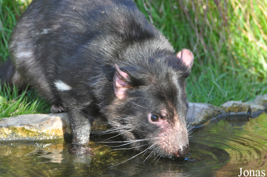 Sarcophilus harrisii