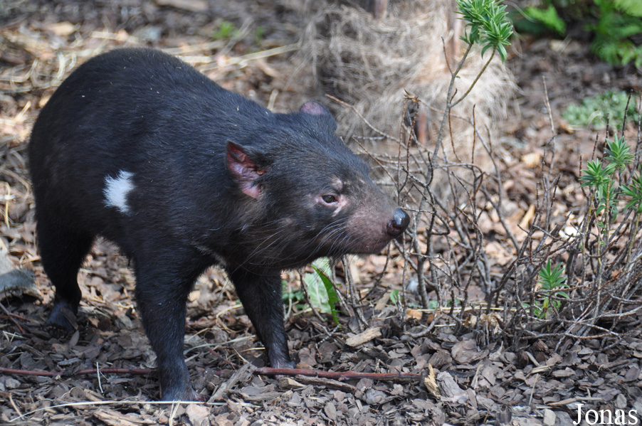 Sarcophilus harrisii